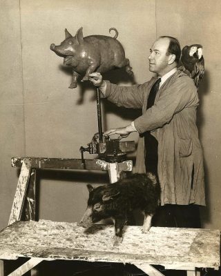 sarg with pig